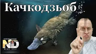 Качкодзьоб