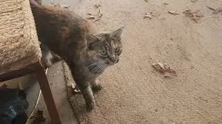 Chilling With Bob The Cat
