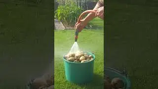 New potatoes in October, planted on July 20th.