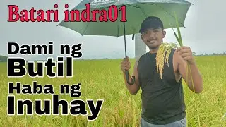 Dami ng Butil at Haba Ng Uhay | BATARI INDRA01 HYBRID RICE ni ALJAY