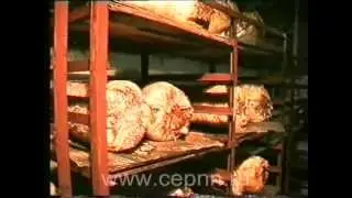 Школа грибоводства