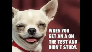 Dog Memes, With Captions