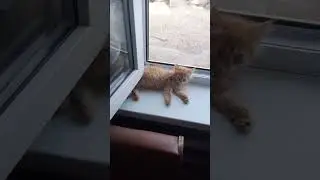 Власть переменилась #shorts #котыприколы #рекомендации