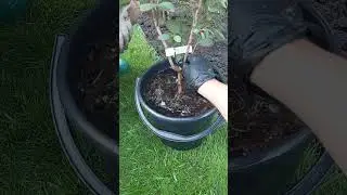 замачиваем саженец #татарскаяусадьба #садиогород #гульнараханум