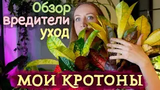 Мои КРОТОНЫ (Кодиеумы) | Обзор, уход, вредители, размножение