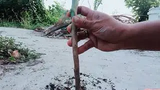 Talong na Healthy at Namumunga na Pero Bakit Biglang Nalanta??Talong Farming Update Part 6