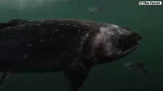 Unhealthy salmon at Scottish fish farm