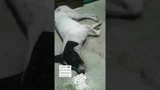 Spark ⚜️ PET ZONE ⚜️