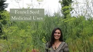 Medicinal Uses of Fennel with Marina Kesso