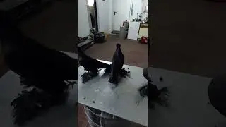 Северокавказские чёрные чубатые