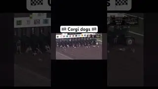 Corgi dogs do it best #Shorts #FYP #GoViral #DogLover