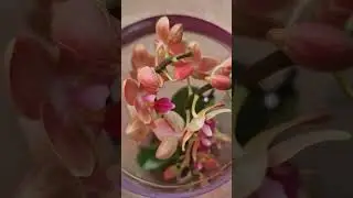 I bought myself flowers 💐 | My Phalaenopsis collection got 1 new member 😁 #bloominggarden