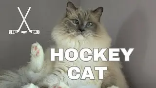 Boshi plays hockey with cat dad