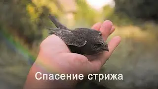 Мы Пытались Спасти ПТЕНЦА СТРИЖА. Exelys Media