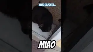 apro la porta.. MIAO #cats #cat