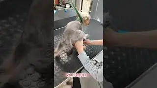 #омск #собака #юмор #груминг