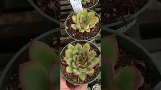 Blissful stroll through Ruth Boncroft Garden Nursery in Walnut Creek, ca numerous unique varieties!