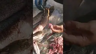 Что можно найти в желудке Щуки? 😵😵😵