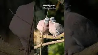 Wood Pigeon love birds bonding #birds