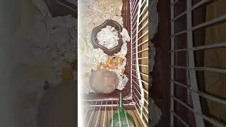 хомяк выгружает еду из щеки