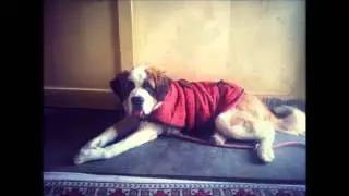 SAINT BERNARD - THE BRUNO