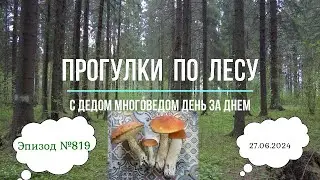 Прогулки по лесу. День за днем с дедом Многоведом. 27 июня 2024г. Эпизод 819.