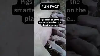Fun fact #shorts #pigs #didyouknow