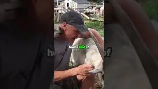 Witness the Heartwarming Transformation of Eli the Rescue Goat! 🐐❤️
