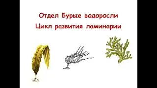 Отдел Бурые водоросли. Цикл развития ламинарии.