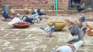 Pigeons update || rangeen kabutar