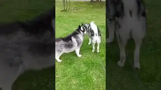 Два красавца!