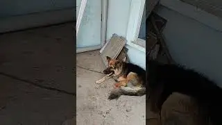 my german shepherd is on fire #germanshepherd #doglover #gsd #viral #shortsfeed #youtubeshorts #pet