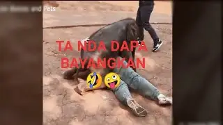 HEWAN VS MANUSIA || Keseruan dan kelucuan manusia vs hewan