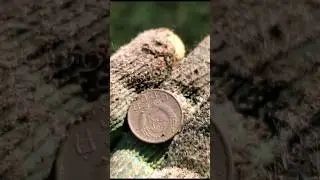Нашёл 10 копеек 1955 года #coin #currency #metaldetecting #money #монета #history #история #коп