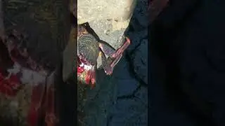 Краба заказывали?