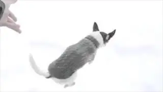 Chihuahuas shouldn't walk on the snow