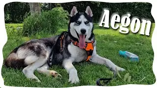 Den S Aegonem 🐺 Náš Nový Pejsek Se Představuje
