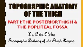 TOPOGRAPHIC ANATOMY OF THE THIGH PART I  - THE POSTERIOR COMPARTMENT OF THE THIGH & POPLITEAL FOSSA