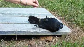 crow playing