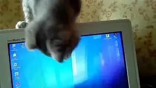 Кошка ловит компьютерную мышку