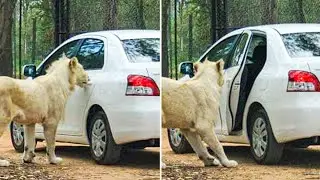 Lion Shows Why You Must ALWAYS Lock Your Doors...