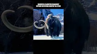 МАМОНТЫ ВЫМЕРЛИ НЕДАВНО? ПОЧЕМУ ИСТОРИКИ МОЛЧАТ ОБ ЭТОМ