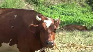На ПМЖ в Анапу. Как корова даёт молоко