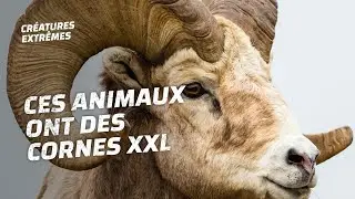 Les cornes les plus dangereuses