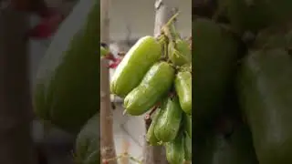 Semakin Banyak Bunga dan Buah belimbing buluh/ulod2 from my pots garden🥰#belimbingwuluh #gardening