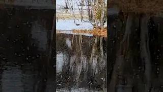 Неведома зверушка! 19 мая 2024 г. А снег идет.