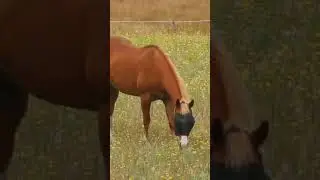 Happy Horses #horse #horses  #equestrian #horseriding #equine #pony #horselove #horselover