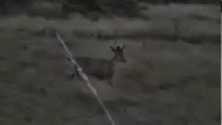 Deer Squatting In A Field