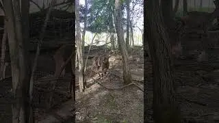 У Рогатика чешутся рожки❤ 