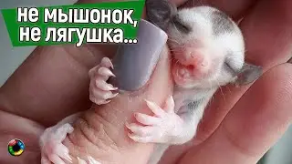 Не мышонок, не лягушка…
